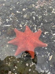 Patiria miniata