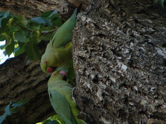 Psittacula krameri