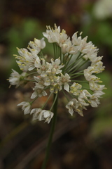 Allium denudatum