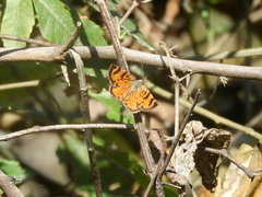 Heterusia cruciata