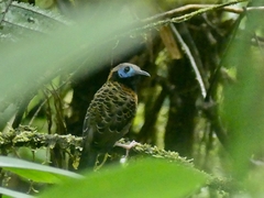 Phaenostictus mcleannani