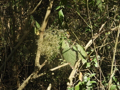 Chamissoa altissima