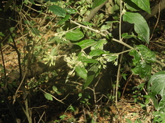 Cestrum strigilatum