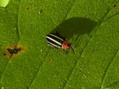 Disonycha glabrata