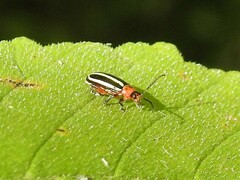 Disonycha glabrata