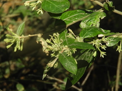 Cestrum strigilatum