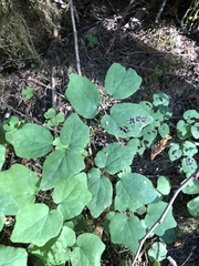 Vancouveria hexandra