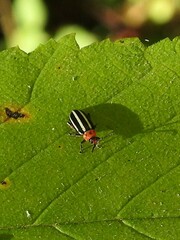 Disonycha glabrata