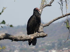Cathartes aura
