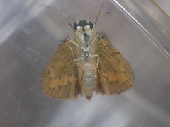 Ocybadistes walkeri sothis