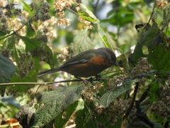 Microspingus erythrophrys