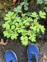 Corydalis scouleri