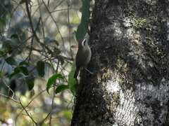 Troglodytes solstitialis