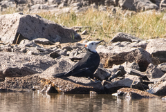 Dryobates albolarvatus