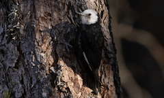 Dryobates albolarvatus