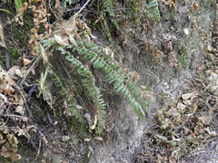 Polystichum