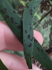 Placoasterella baileyi