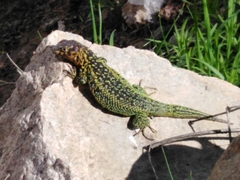 Liolaemus zapallarensis