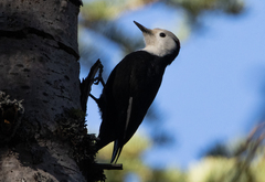 Dryobates albolarvatus