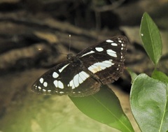 Phaedyma shepherdi