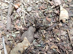 Anthracinae
