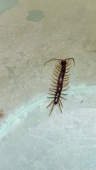 Lithobiomorpha