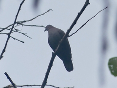 Patagioenas