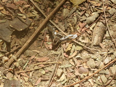 Anthracinae