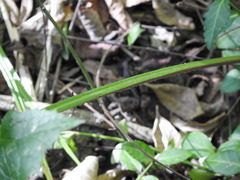 Lactucinae
