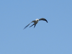 Elanoides forficatus