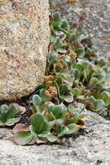 Bergenia