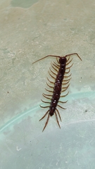 Lithobiomorpha