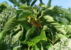 Cordia subcordata