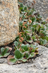 Bergenia