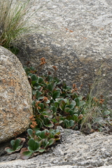 Bergenia