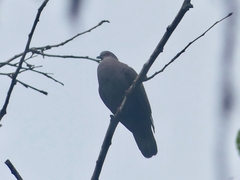 Patagioenas