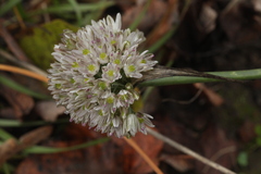 Allium rupestre