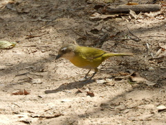 Chlorospingus flavopectus