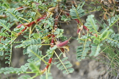 Astragalus psilocentros