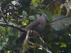 Patagioenas goodsoni