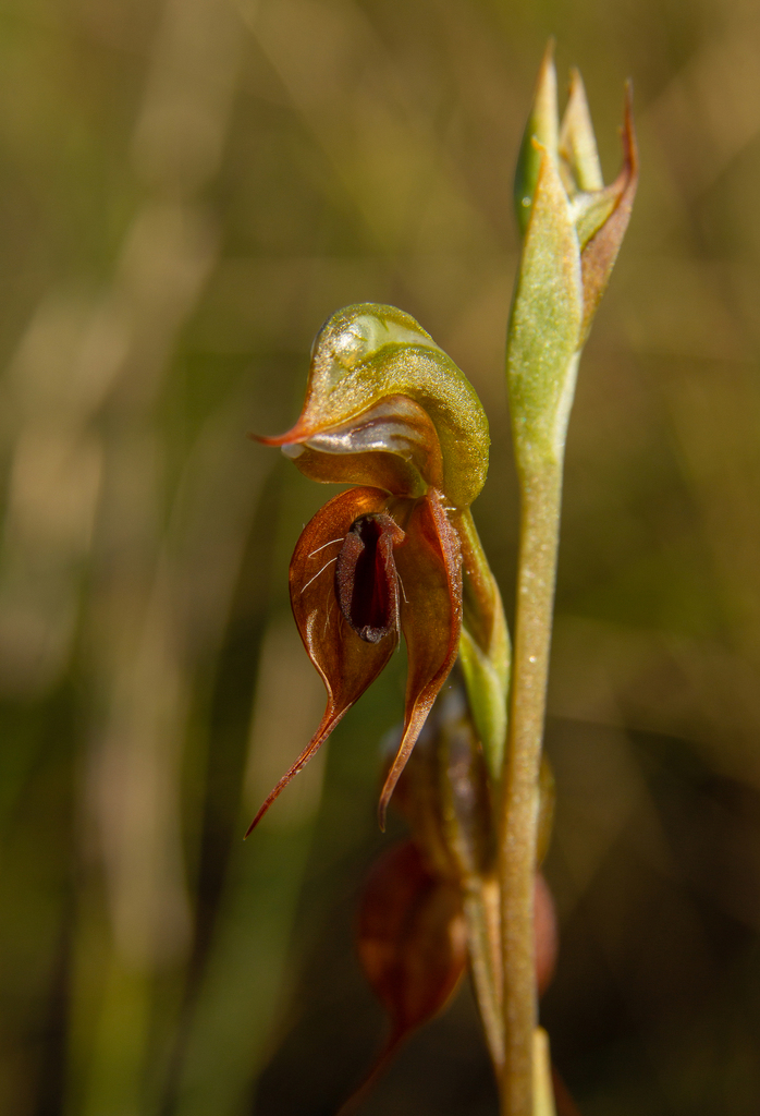 Pterostylis saxicola