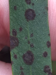 Placoasterella baileyi