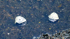 Neripteron vespertinum