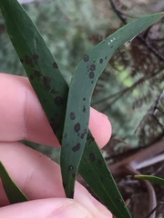 Placoasterella baileyi