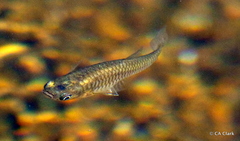 Poecilia reticulata