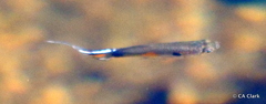 Poecilia reticulata