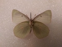 Colias christina