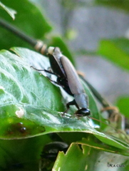 Diploptera punctata