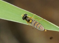 Sphaerophoria macrogaster