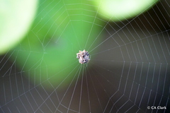 Thelacantha brevispina